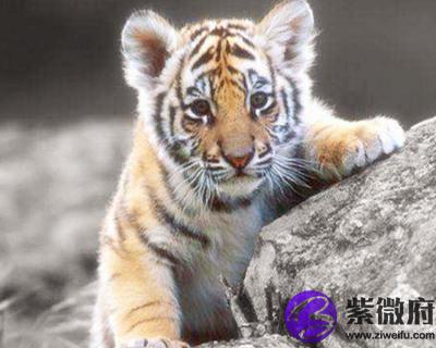 1962年属虎的人是什么命