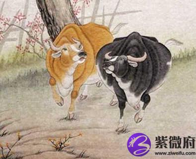1985年属牛的人是什么命