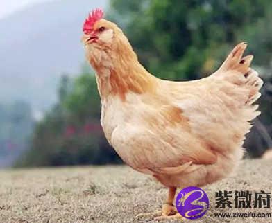 1981年属鸡的人是什么命