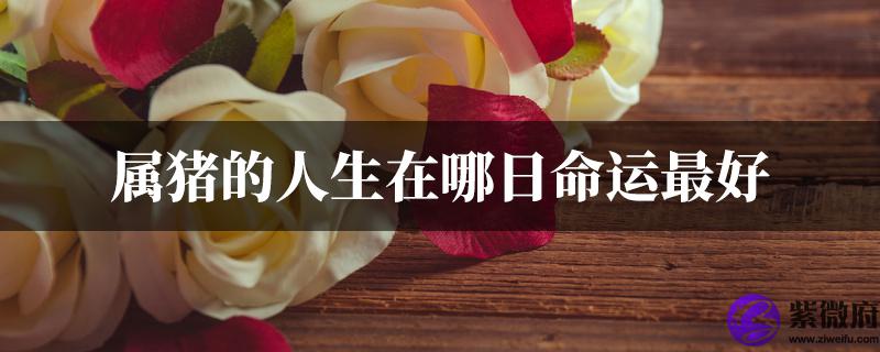 属猪的人生在哪日命运最好