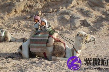 牛年起名字大全